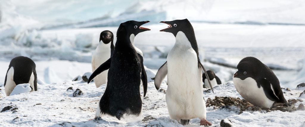 penguins quiz