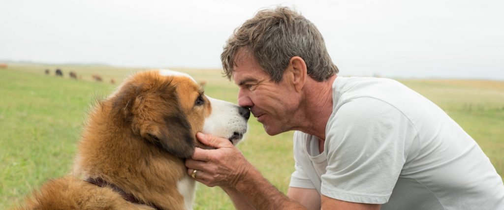 a dog s purpose quiz