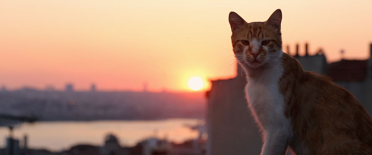 kedi quiz