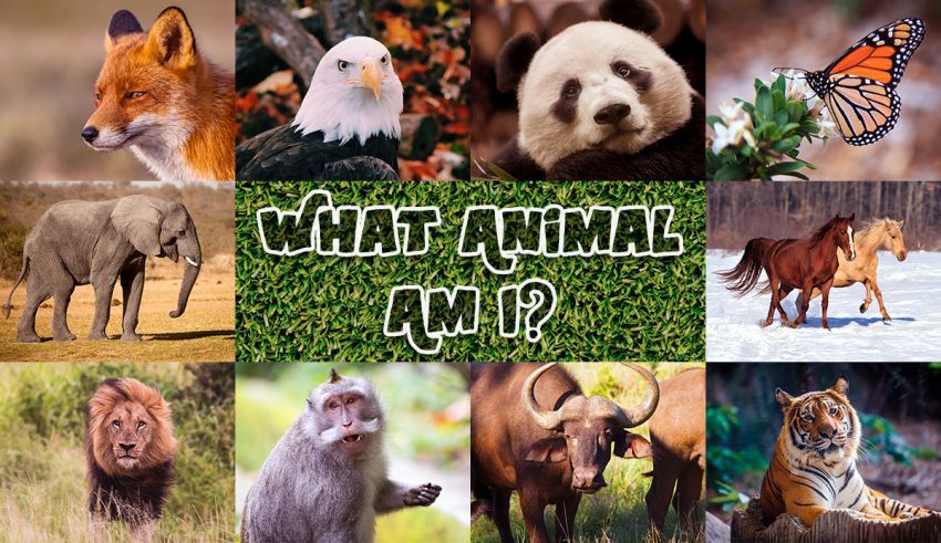 what animal am i quiz