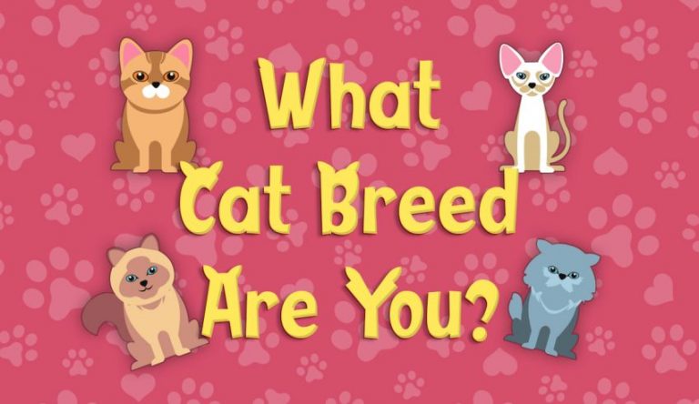 Quiz: What Cat Breed Are You? 1 Of 10 Breed Matching - Quizience